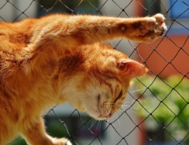Clôture de protection et de sécurité pour chat à Bastia en Corse -  Sécurisez votre balcon, terrasse ou jardin avec nos filets et protections  anti fugue et anti chute pour chats 
